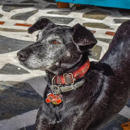 Koukias Village דירה *