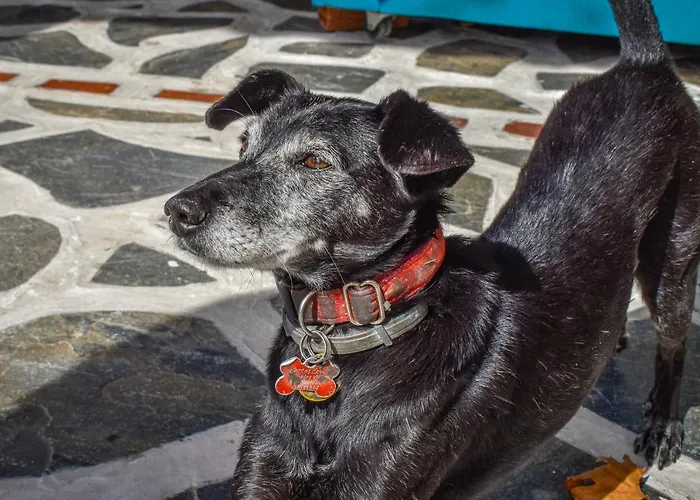 Koukias Village Διαμέρισμα *